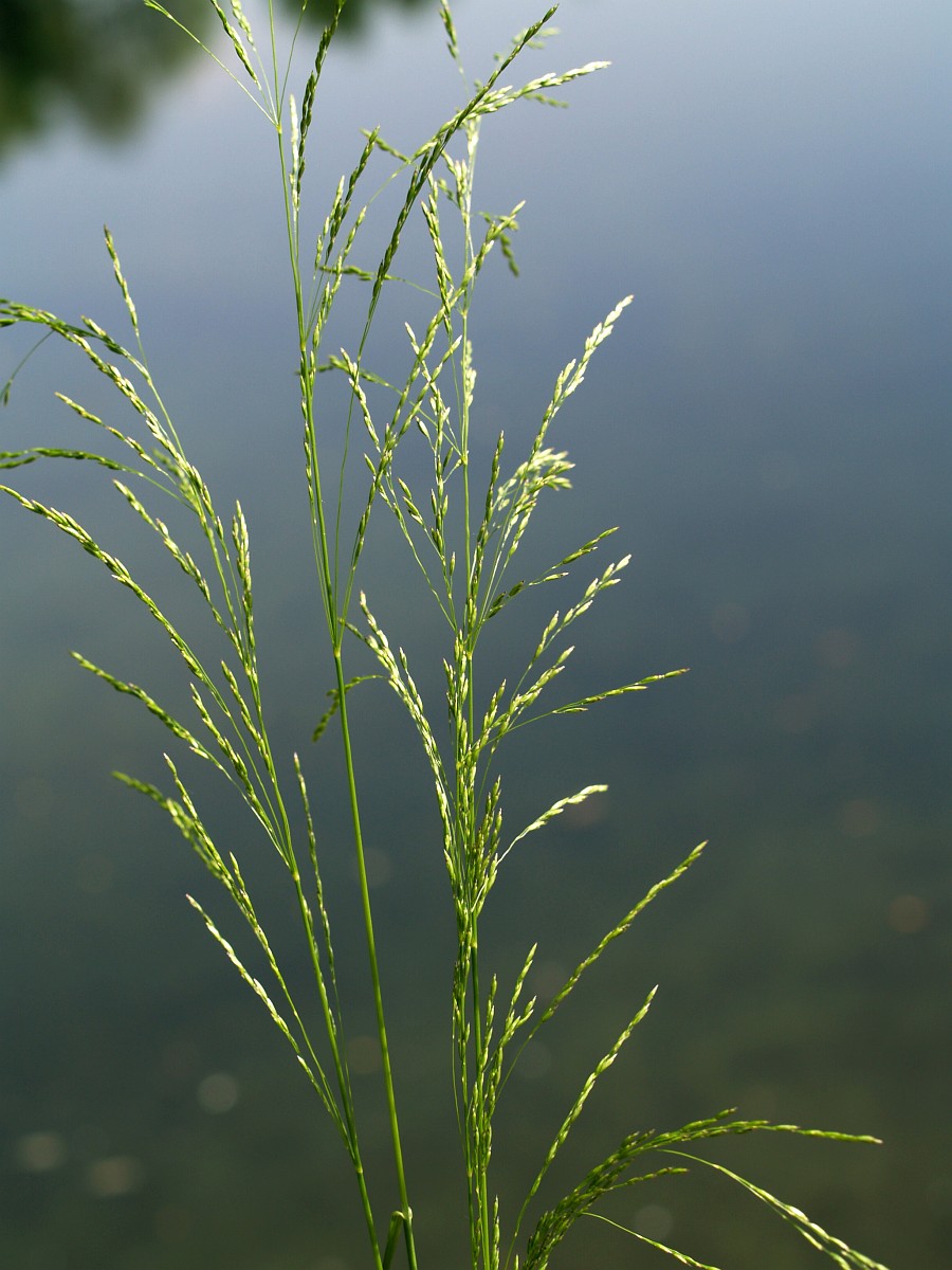 Poa palustris, Swamp Meadowgrass